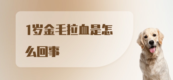 1岁金毛拉血是怎么回事