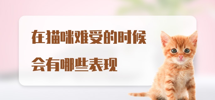 在猫咪难受的时候会有哪些表现