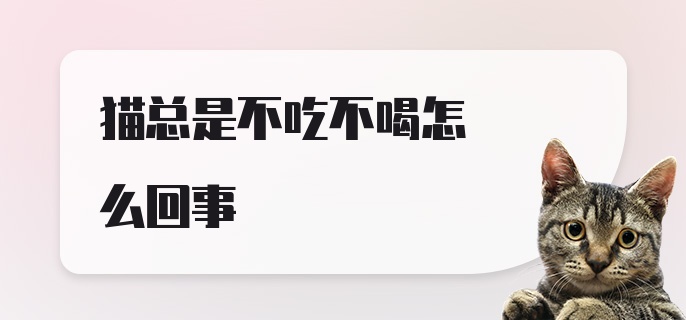 猫总是不吃不喝怎么回事