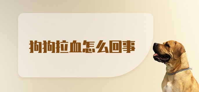 狗狗拉血怎么回事