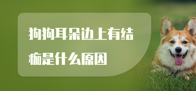 狗狗耳朵边上有结痂是什么原因