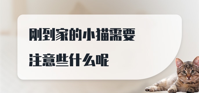 刚到家的小猫需要注意些什么呢