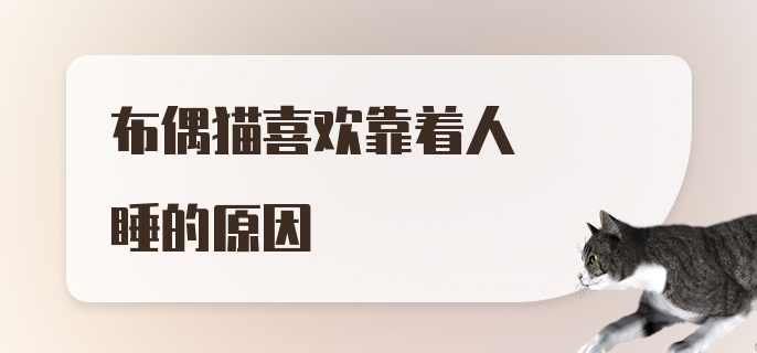 布偶猫喜欢靠着人睡的原因