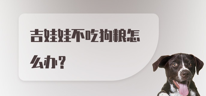 吉娃娃不吃狗粮怎么办？