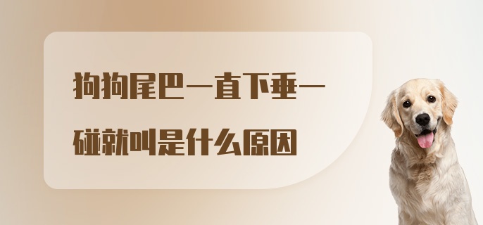 狗狗尾巴一直下垂一碰就叫是什么原因