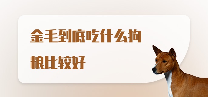 金毛到底吃什么狗粮比较好