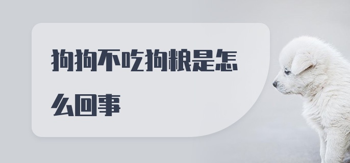 狗狗不吃狗粮是怎么回事