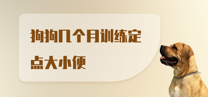 狗狗几个月训练定点大小便