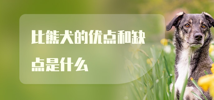 比熊犬的优点和缺点是什么