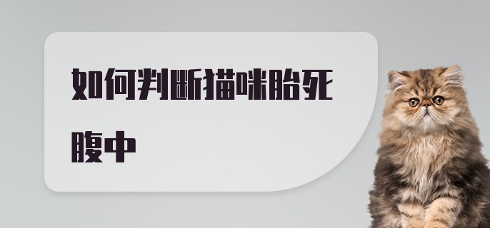 如何判断猫咪胎死腹中