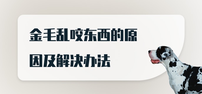 金毛乱咬东西的原因及解决办法