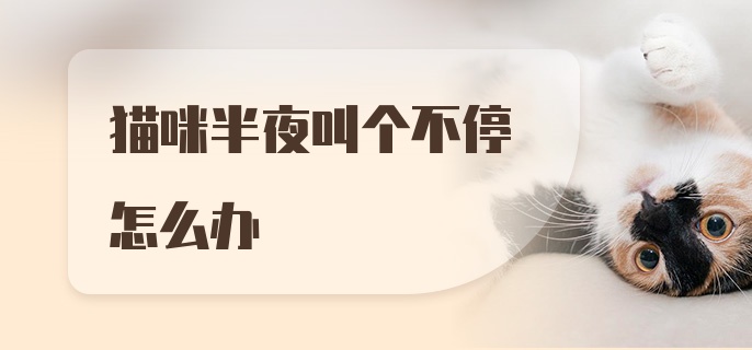 猫咪半夜叫个不停怎么办