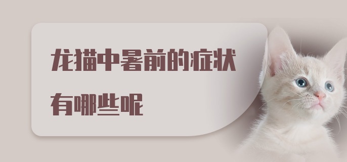 龙猫中暑前的症状有哪些呢