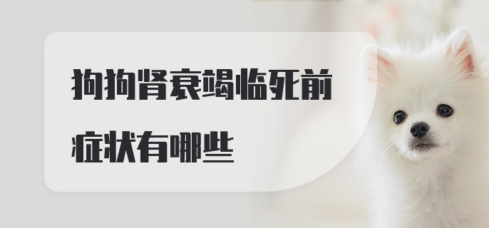 狗狗肾衰竭临死前症状有哪些