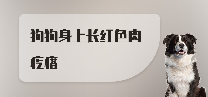 狗狗身上长红色肉疙瘩