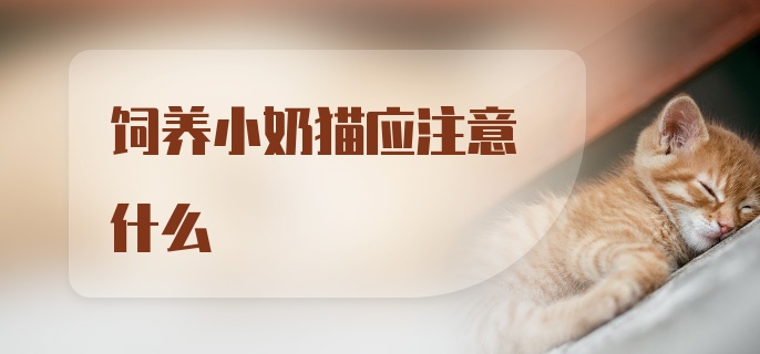 饲养小奶猫应注意什么