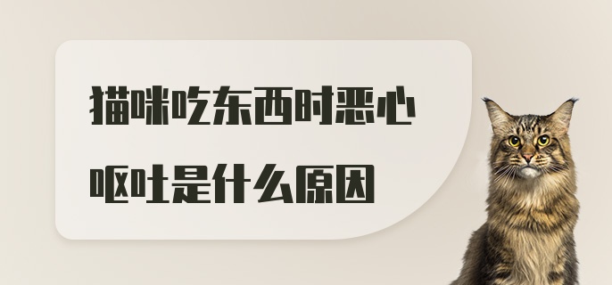 猫咪吃东西时恶心呕吐是什么原因