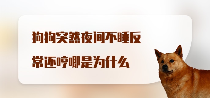 狗狗突然夜间不睡反常还哼唧是为什么