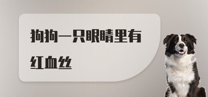 狗狗一只眼睛里有红血丝