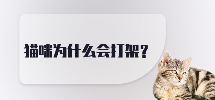 猫咪为什么会打架？