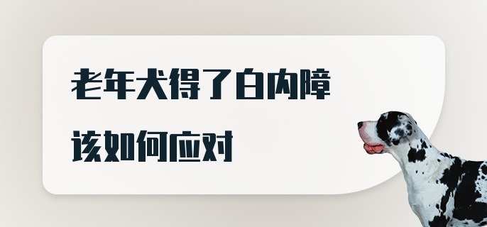 老年犬得了白内障该如何应对