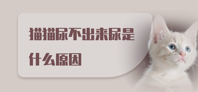 猫猫尿不出来尿是什么原因