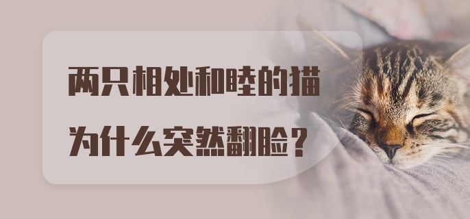 两只相处和睦的猫为什么突然翻脸？