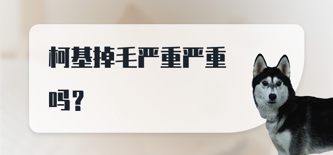 柯基掉毛严重严重吗？