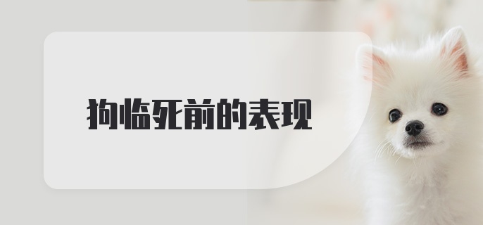 狗临死前的表现