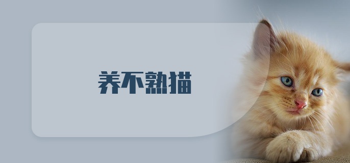 养不熟猫