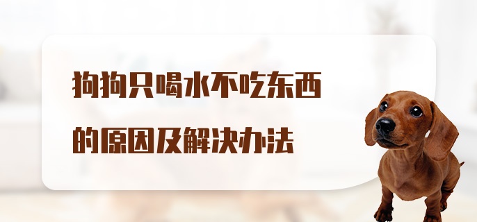 狗狗只喝水不吃东西的原因及解决办法