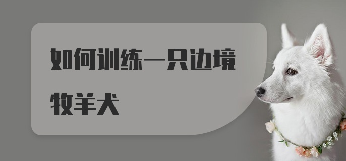 如何训练一只边境牧羊犬