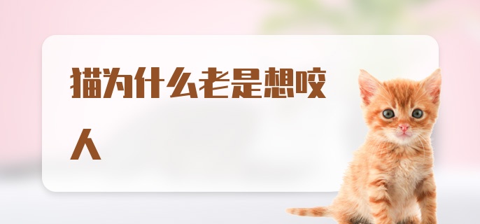 猫为什么老是想咬人