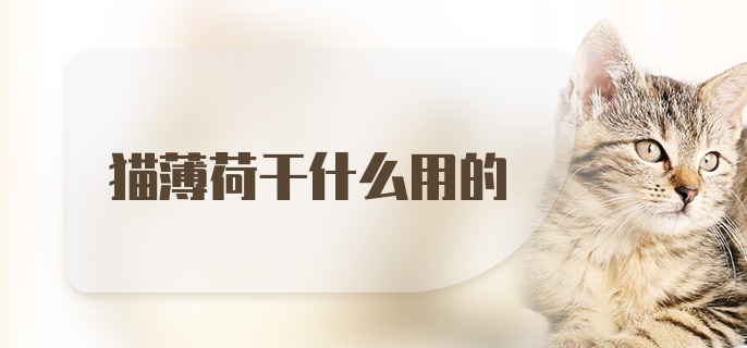 猫薄荷干什么用的