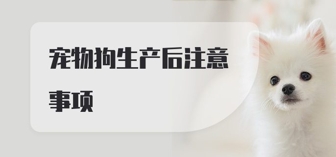 宠物狗生产后注意事项