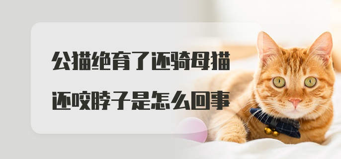 公猫绝育了还骑母猫还咬脖子是怎么回事