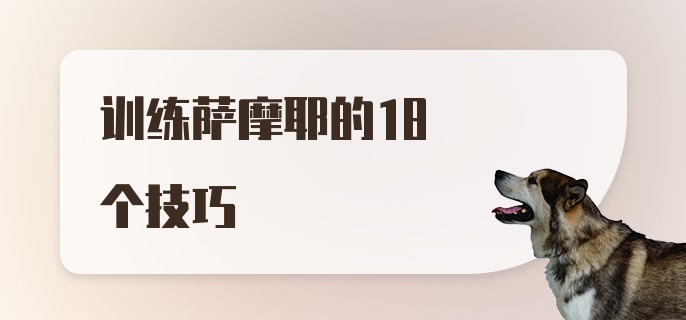 训练萨摩耶的18个技巧