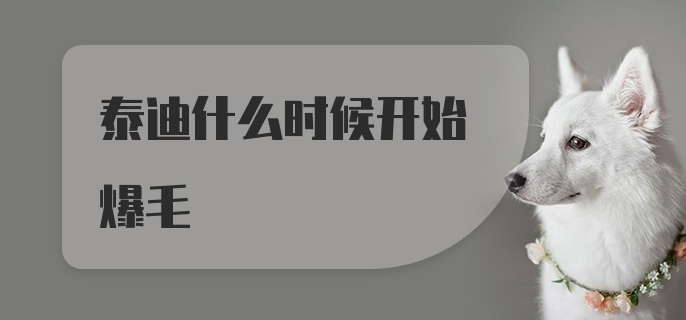 泰迪什么时候开始爆毛