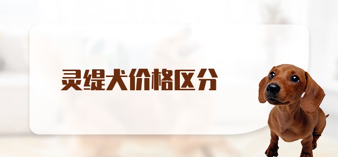 灵缇犬价格区分