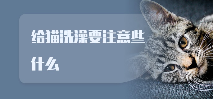 给猫洗澡要注意些什么