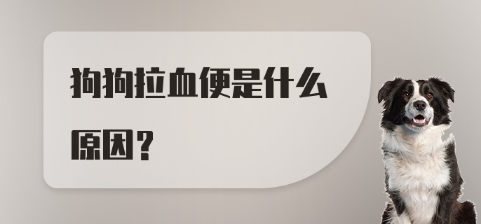 狗狗拉血便是什么原因?