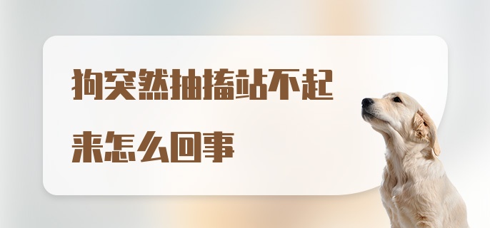 狗突然抽搐站不起来怎么回事