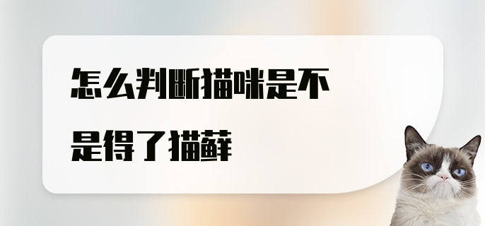 怎么判断猫咪是不是得了猫藓