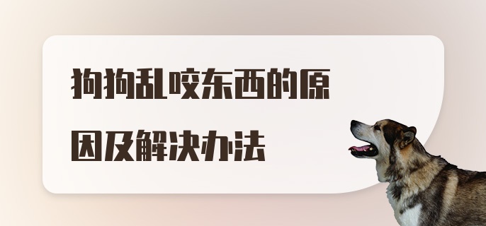 狗狗乱咬东西的原因及解决办法