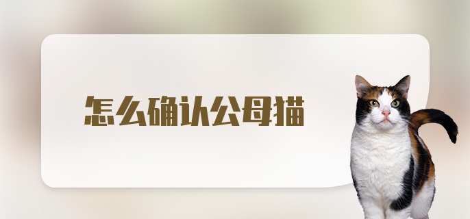 怎么确认公母猫