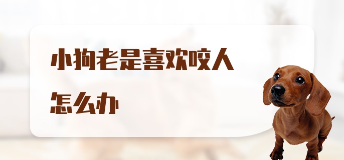 小狗老是喜欢咬人怎么办