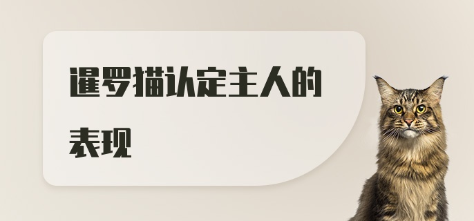 暹罗猫认定主人的表现