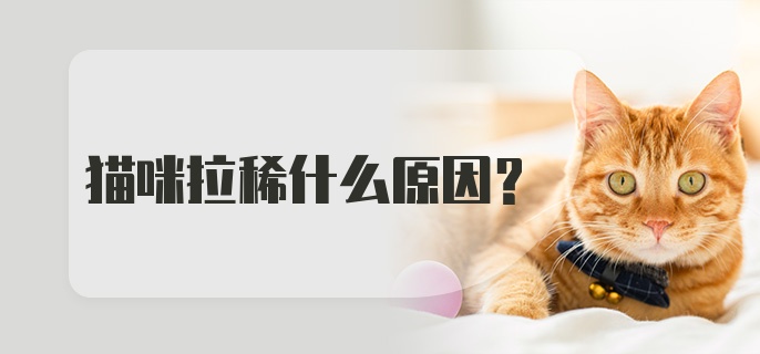 猫咪拉稀什么原因?