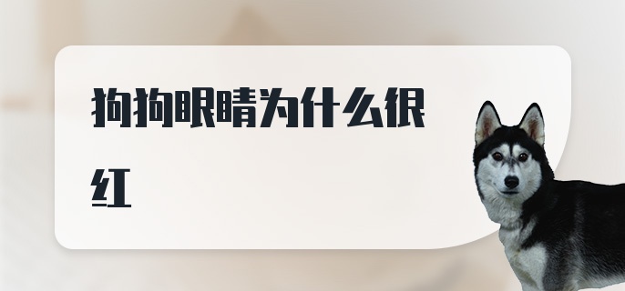 狗狗眼睛为什么很红