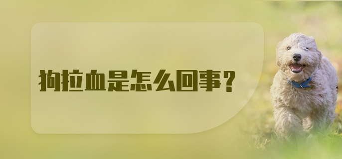 狗拉血是怎么回事?